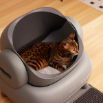 Your Cat’s Litter Might Be Lying to You—Here’s What Science Says About Getting a Real Read on Their Health