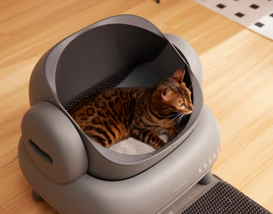 Your Cat’s Litter Might Be Lying to You—Here’s What Science Says About Getting a Real Read on Their Health
