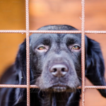 When Shelters Overflow: What NYC’s Crisis Tells Us About Pet Surrender—and What You Can Do