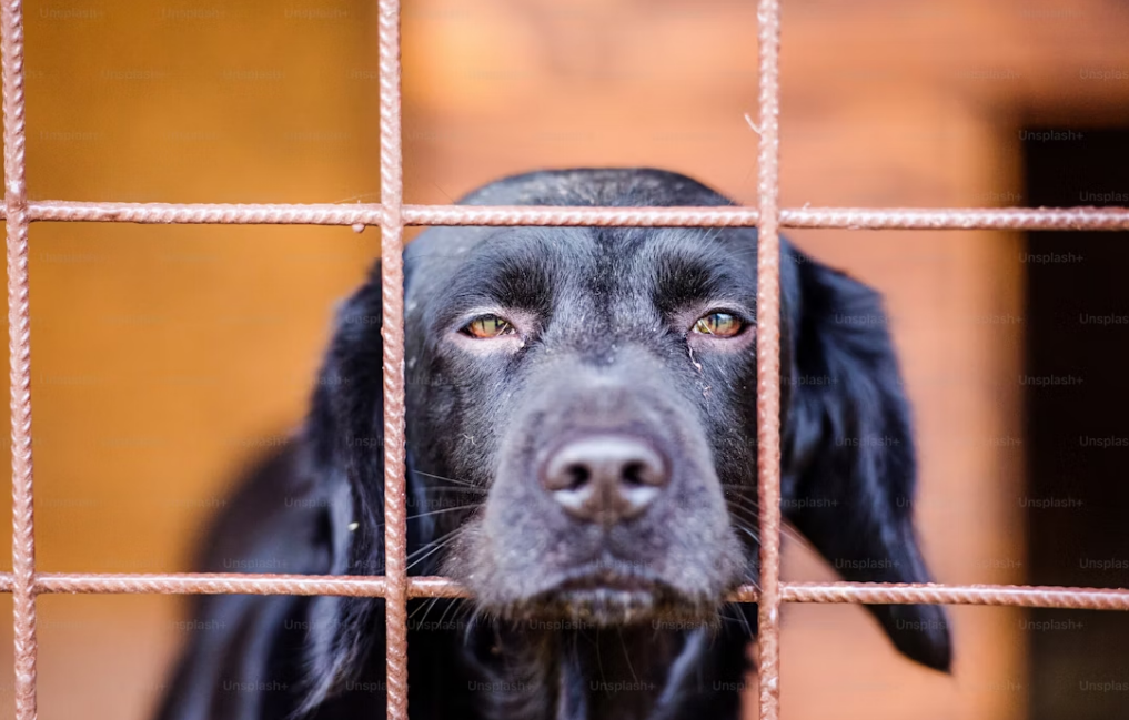 When Shelters Overflow: What NYC’s Crisis Tells Us About Pet Surrender—and What You Can Do