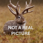 Are Rabbits with Horn-Like Growths Indicating a Broader Health Crisis Among Pets?