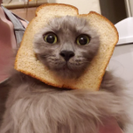 Your Cat Video Obsession Might Be Saving Your Mental Health 🐾