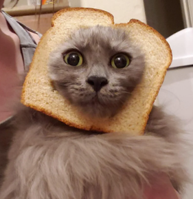 Your Cat Video Obsession Might Be Saving Your Mental Health 🐾